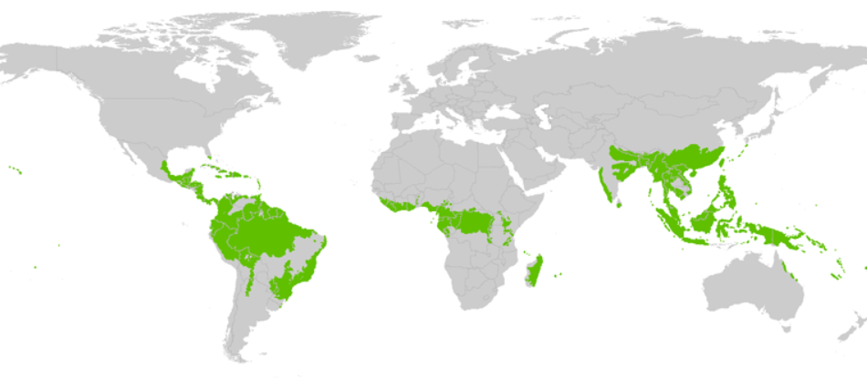 Brazil And The Worlds Rainforests Climatepositions